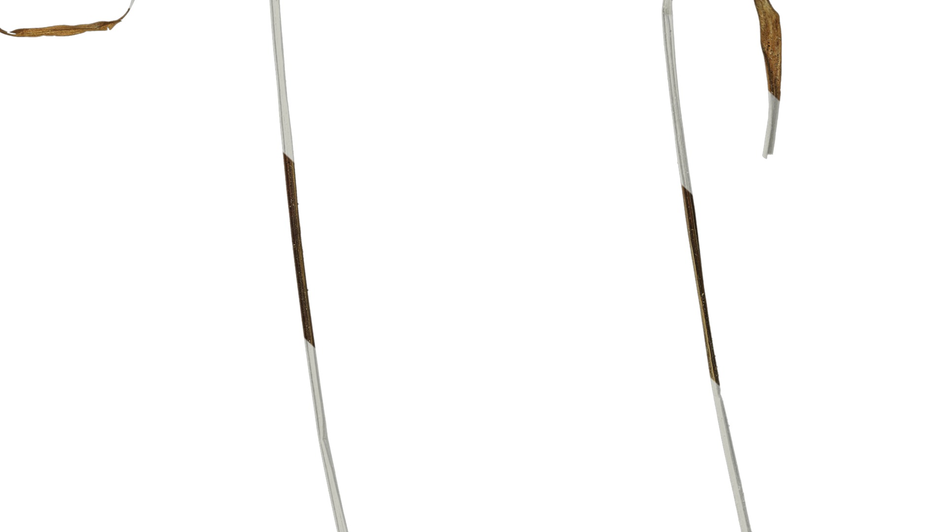 Anydrafts Cyperus iria Atlas 01 Texture_7