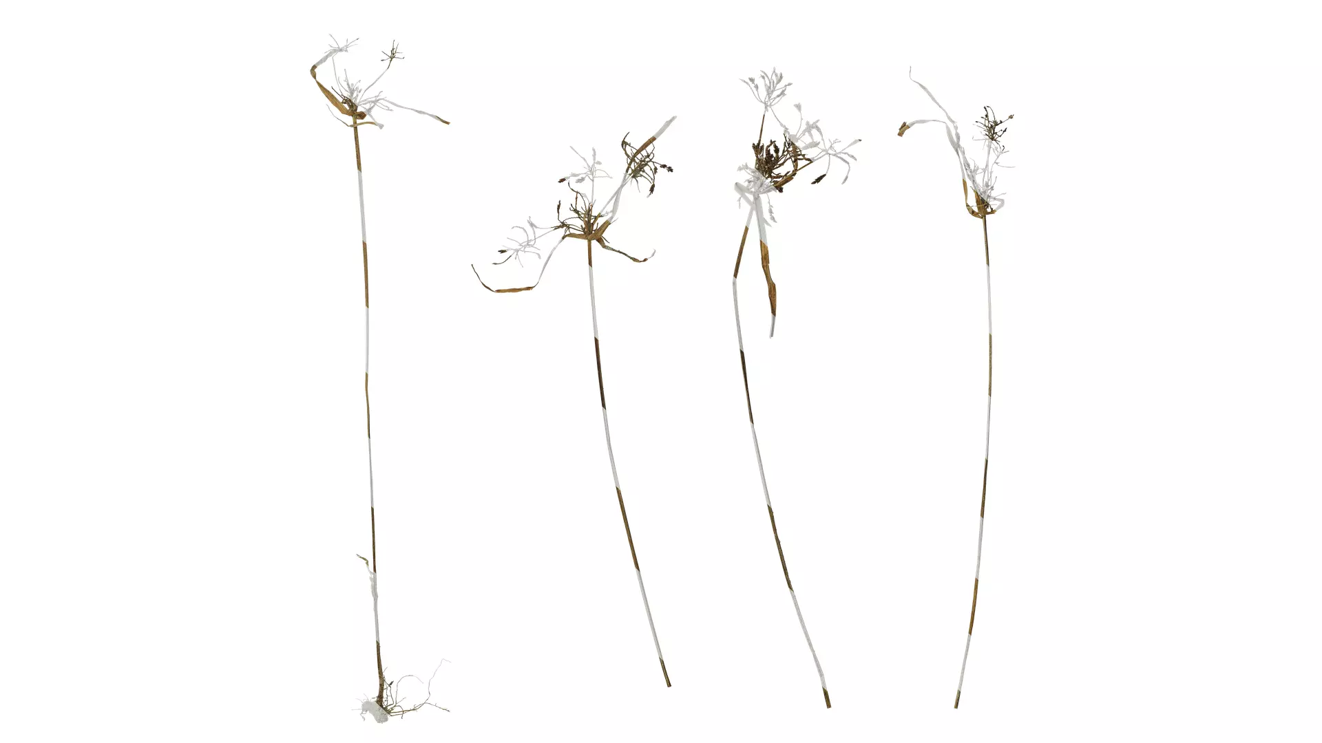Anydrafts Cyperus iria Atlas 01 Texture_0