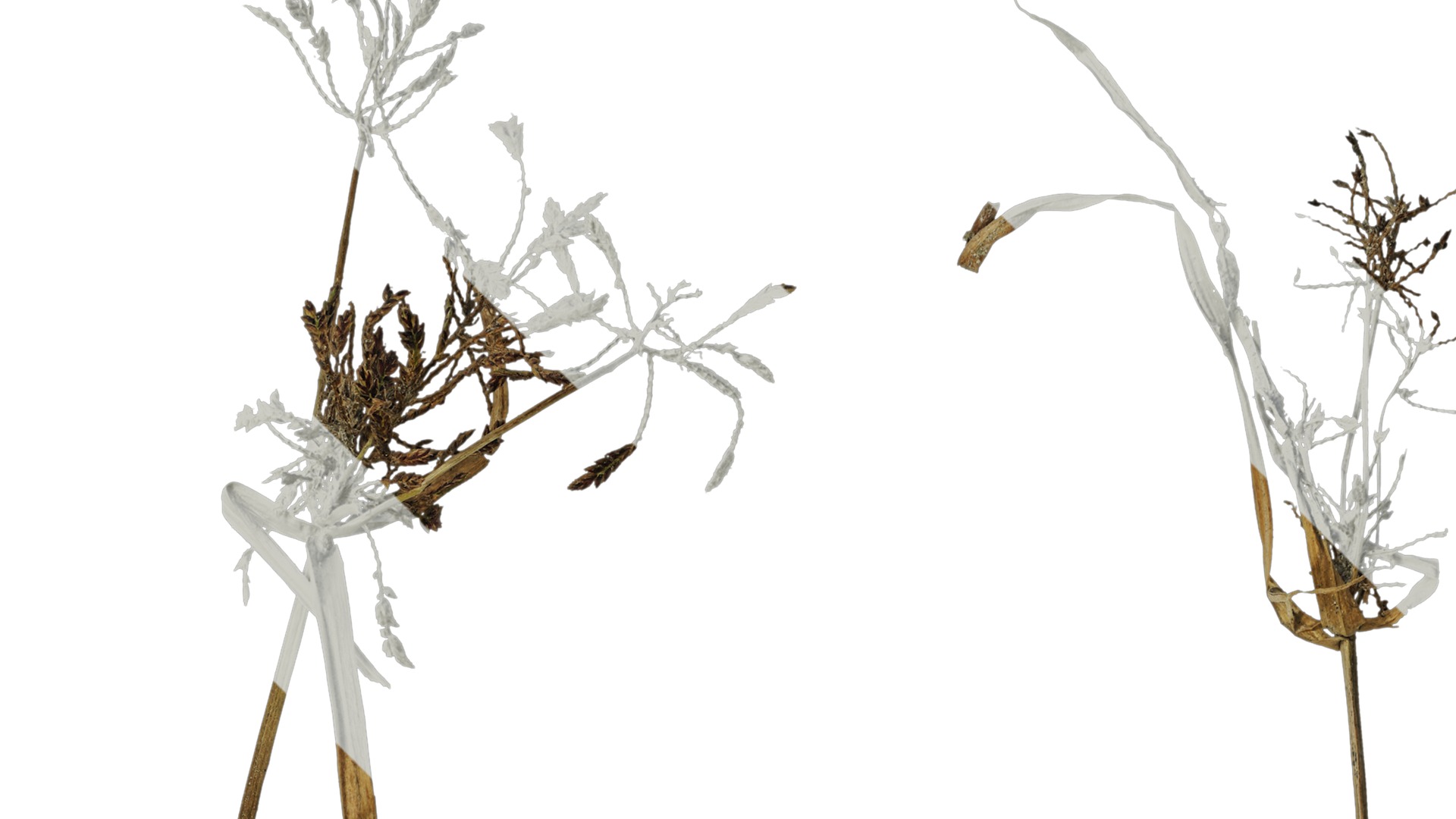 Anydrafts Cyperus iria Atlas 01 Texture_2