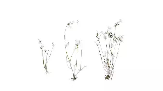 Anydrafts Cyperus iria Atlas 04