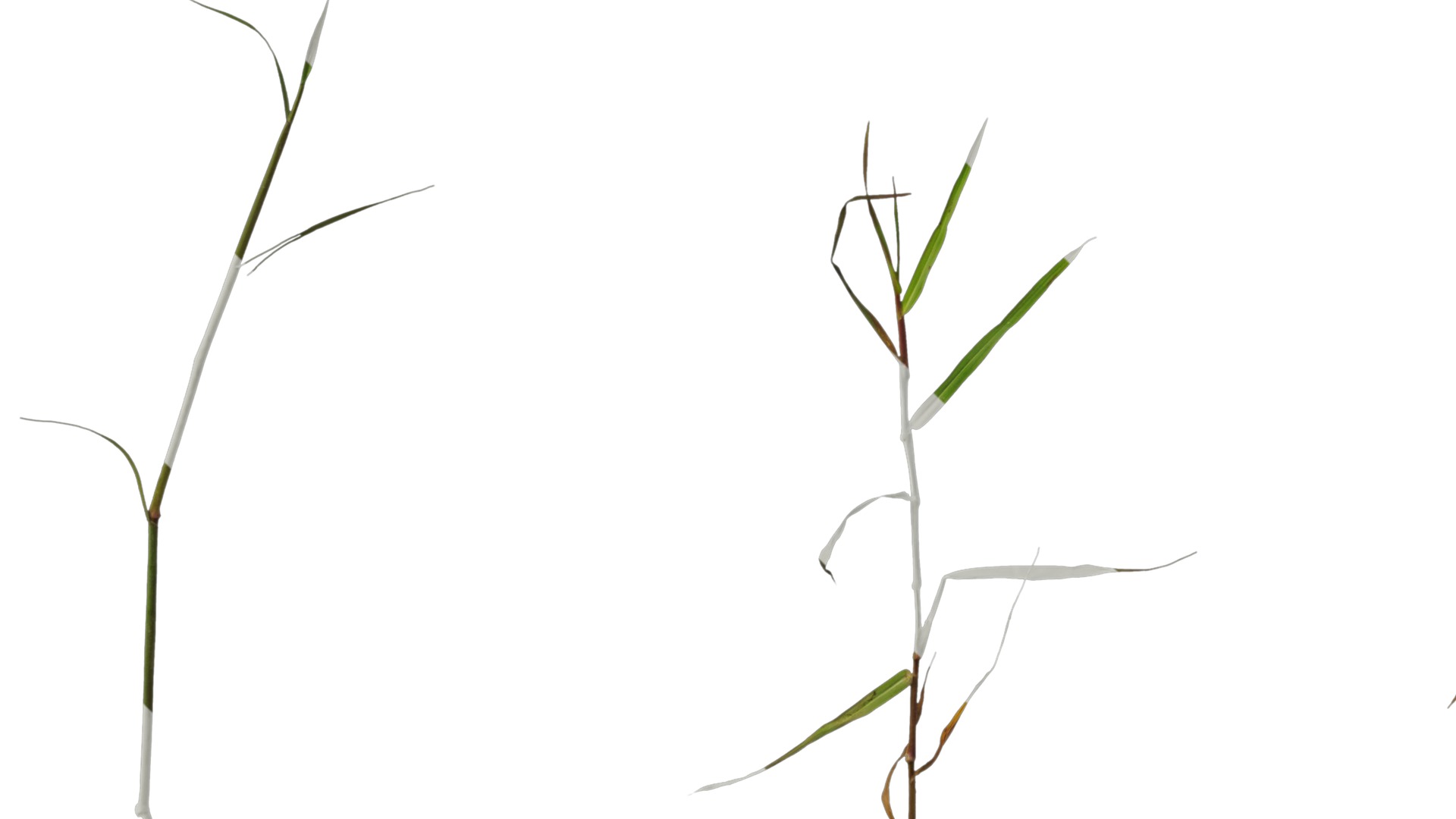 Anydrafts Digitaria violascens Atlas 01 Texture_5