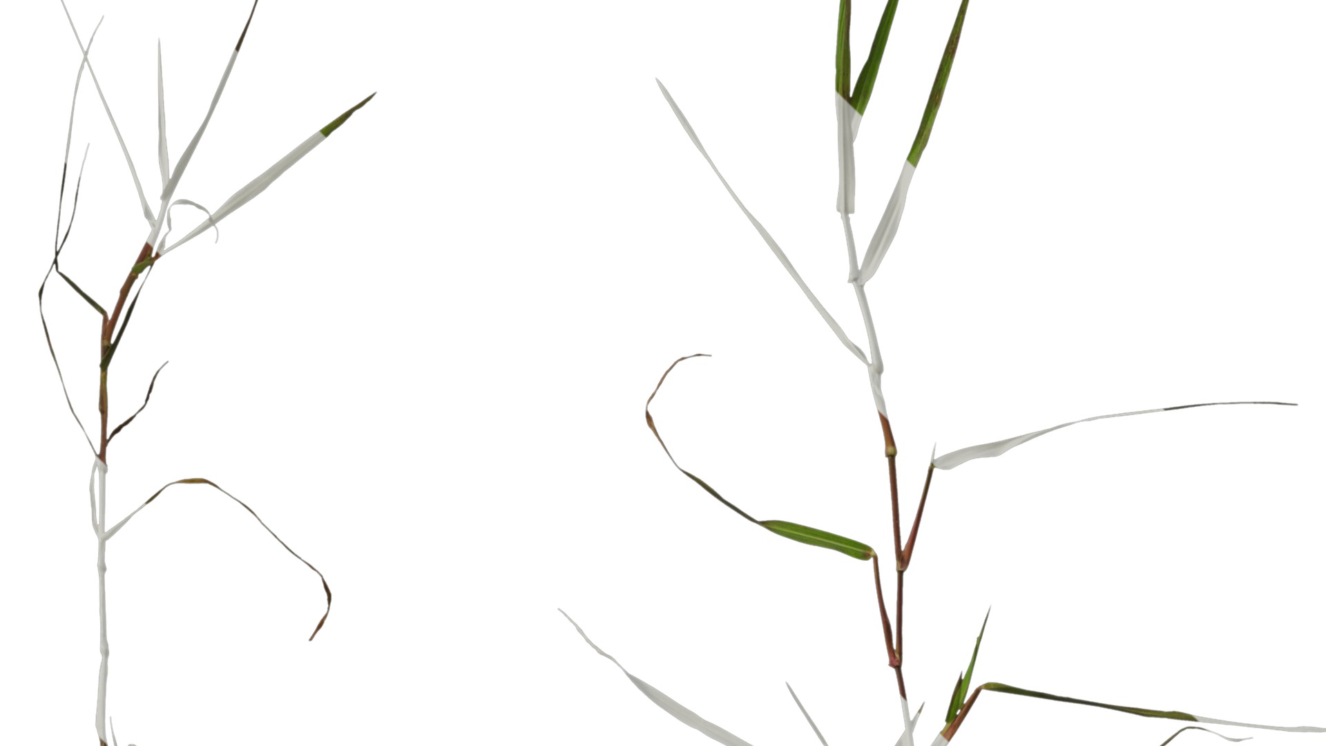 Anydrafts Digitaria violascens Atlas 01 Texture_1