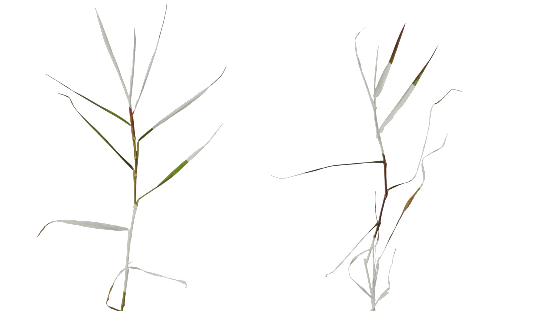 Anydrafts Digitaria violascens Atlas 01 Texture_6