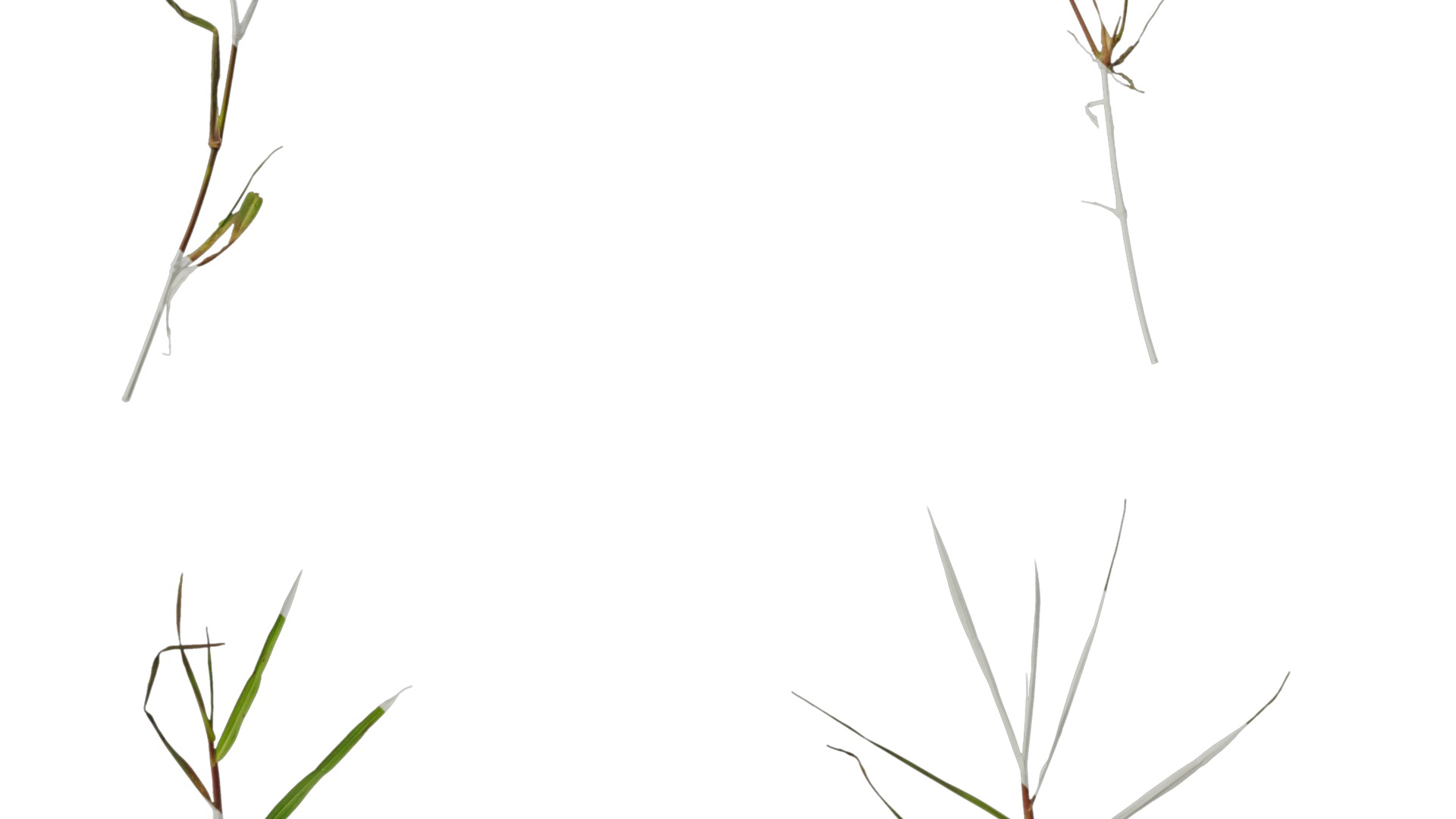 Anydrafts Digitaria violascens Atlas 01 Texture_7