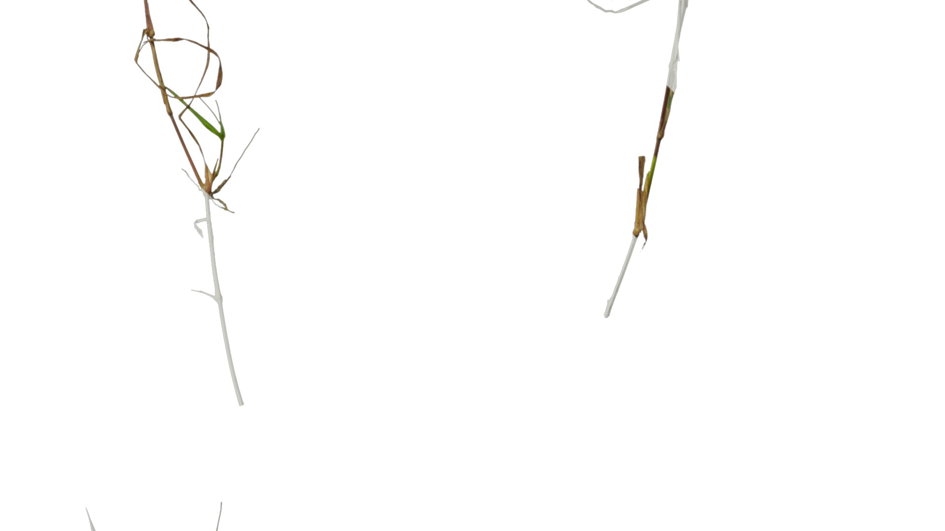 Anydrafts Digitaria violascens Atlas 01 Texture_4