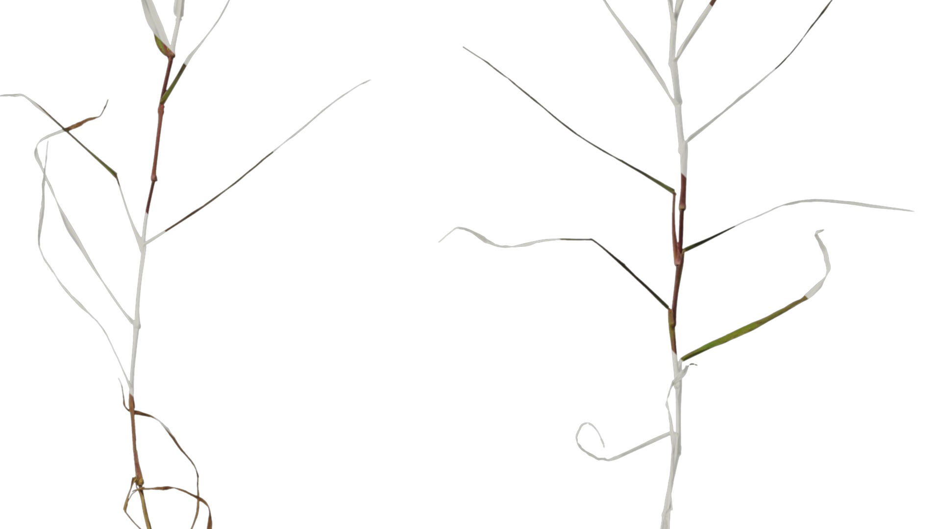 Anydrafts Digitaria violascens Atlas 01 Texture_2