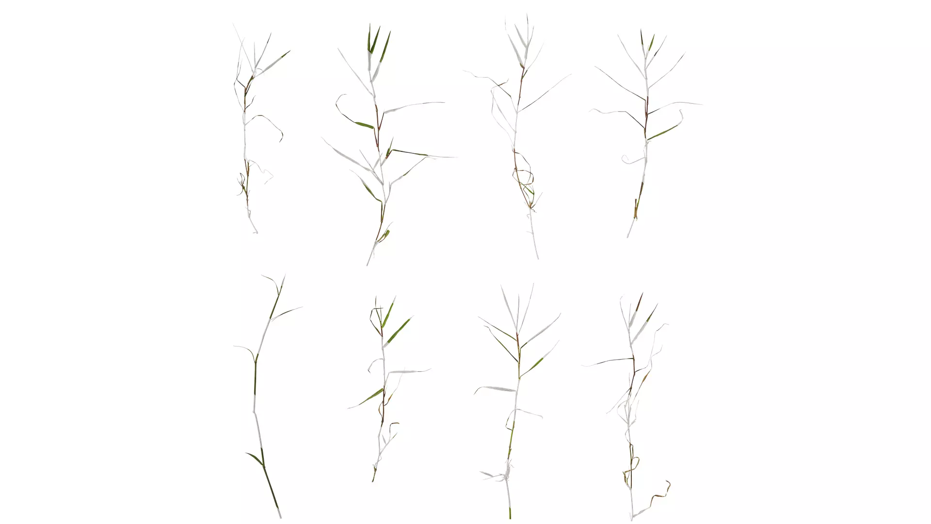 Anydrafts Digitaria violascens Atlas 01 Texture_0