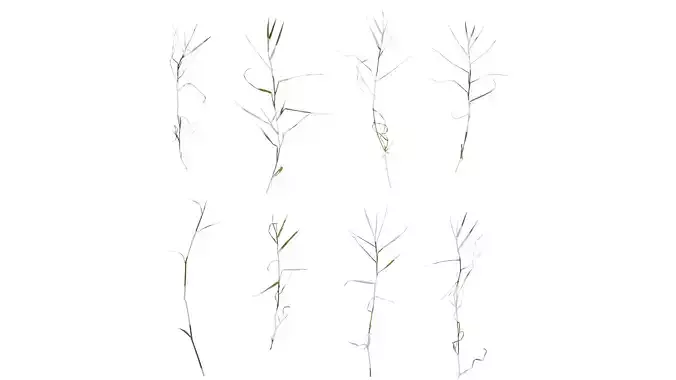 Anydrafts Digitaria violascens Atlas 01