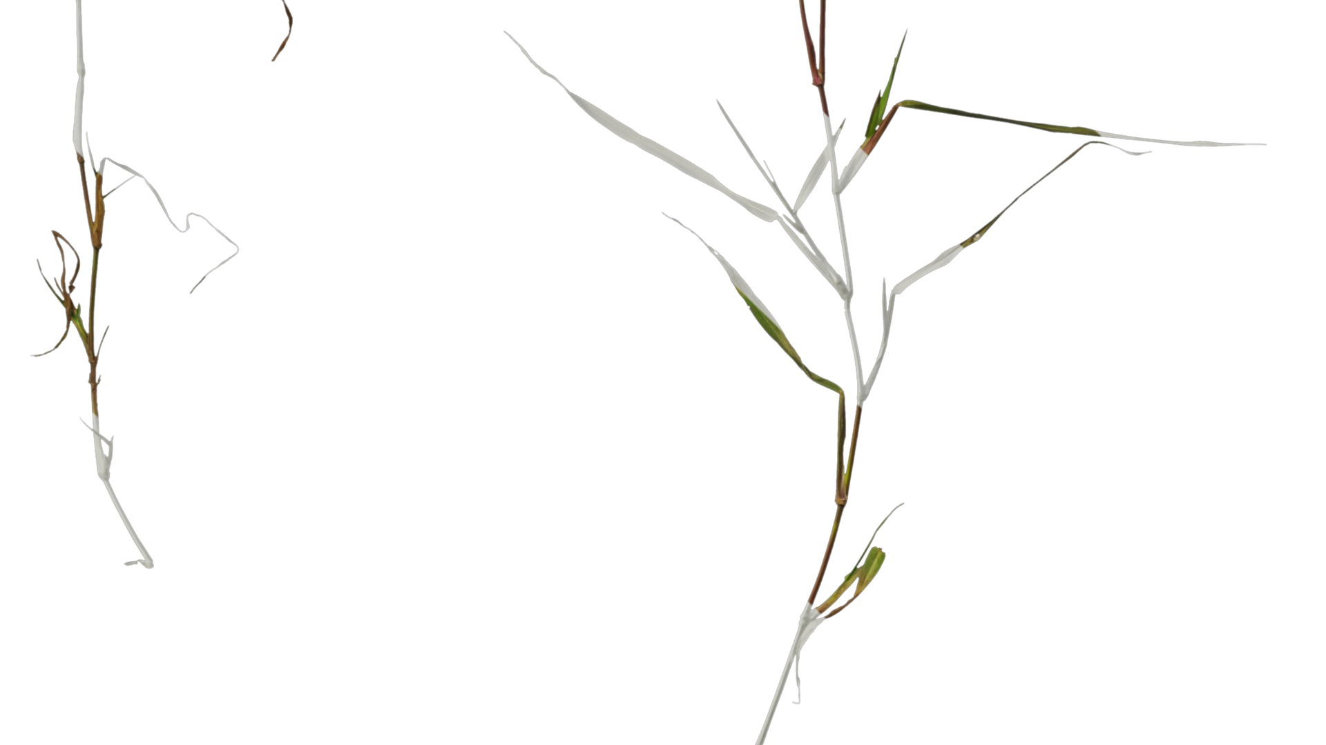 Anydrafts Digitaria violascens Atlas 01 Texture_3