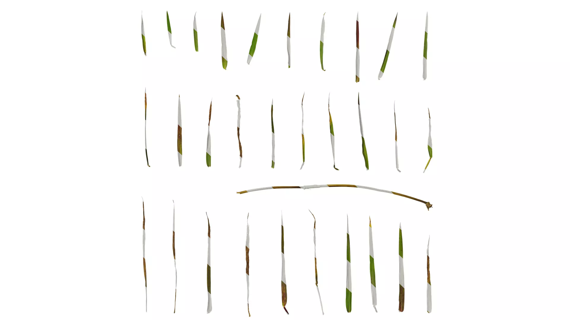 Anydrafts Digitaria violascens Leaf 01 Texture_0