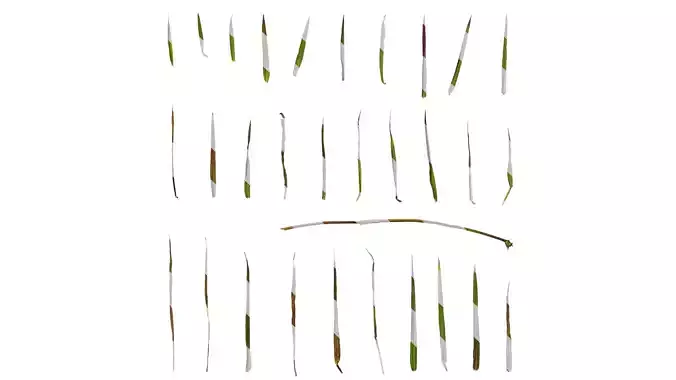 Anydrafts Digitaria violascens Leaf 01