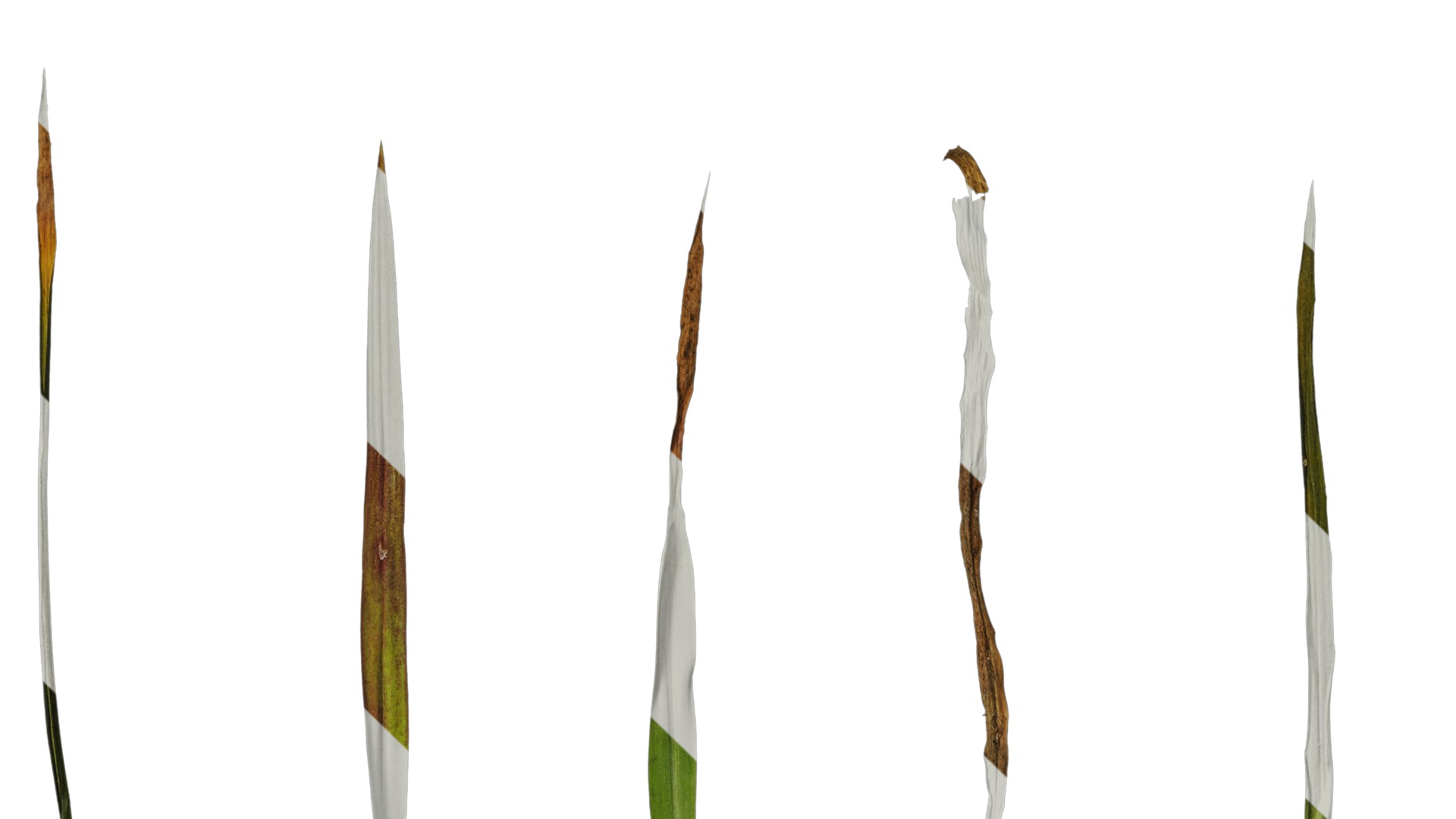 Anydrafts Digitaria violascens Leaf 01 Texture_3