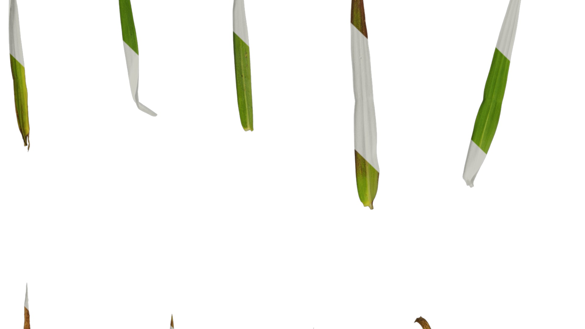 Anydrafts Digitaria violascens Leaf 01 Texture_1