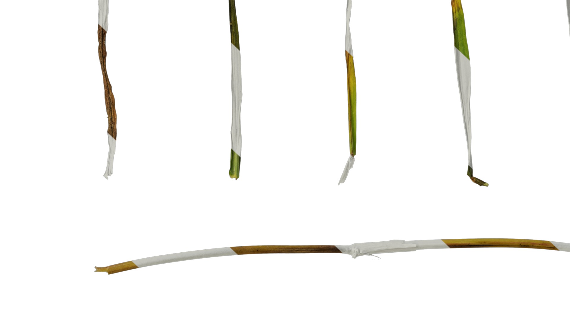 Anydrafts Digitaria violascens Leaf 01 Texture_7