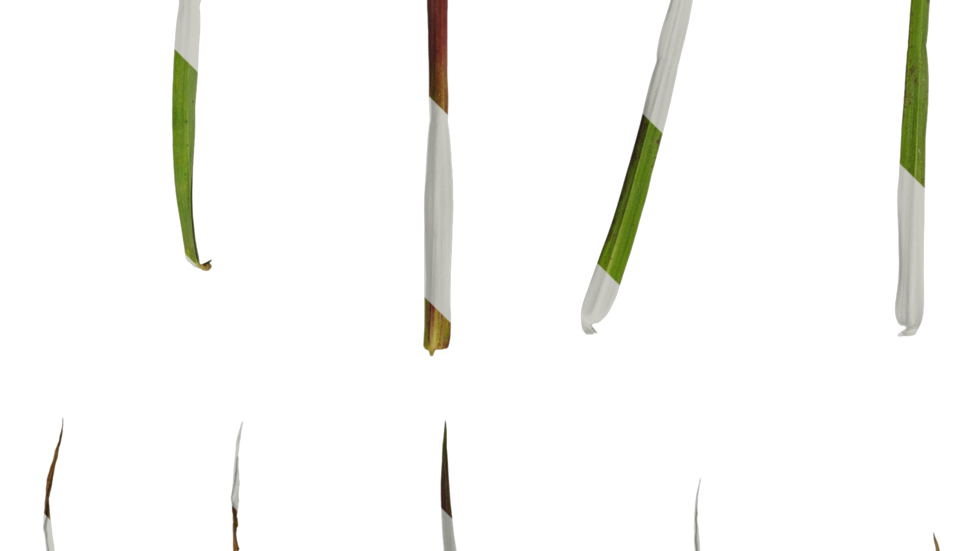 Anydrafts Digitaria violascens Leaf 01 Texture_2