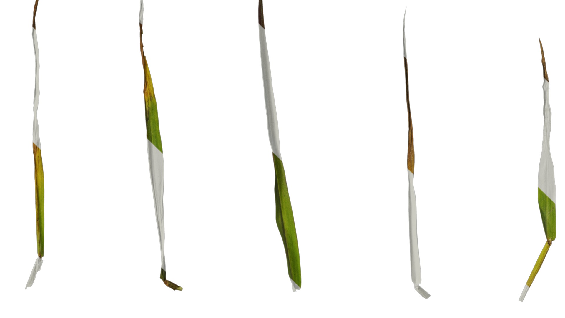 Anydrafts Digitaria violascens Leaf 01 Texture_4