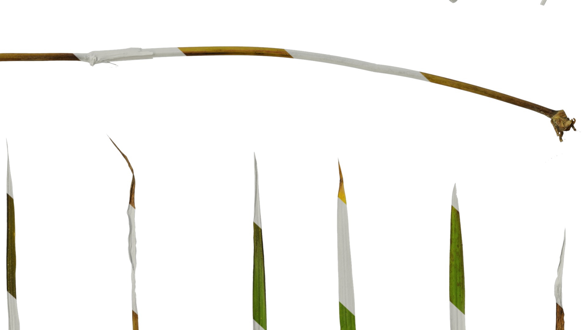 Anydrafts Digitaria violascens Leaf 01 Texture_6