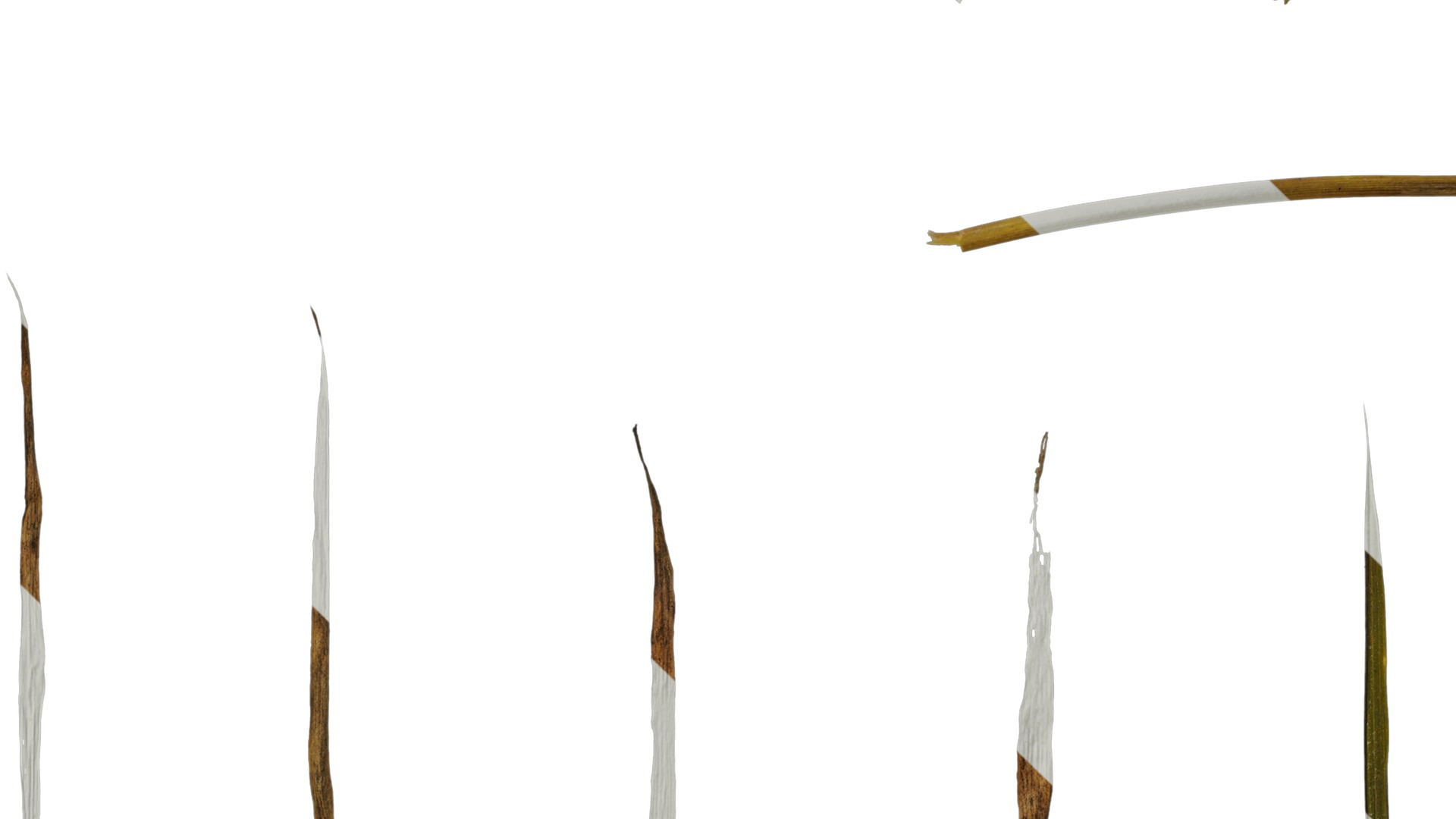 Anydrafts Digitaria violascens Leaf 01 Texture_5