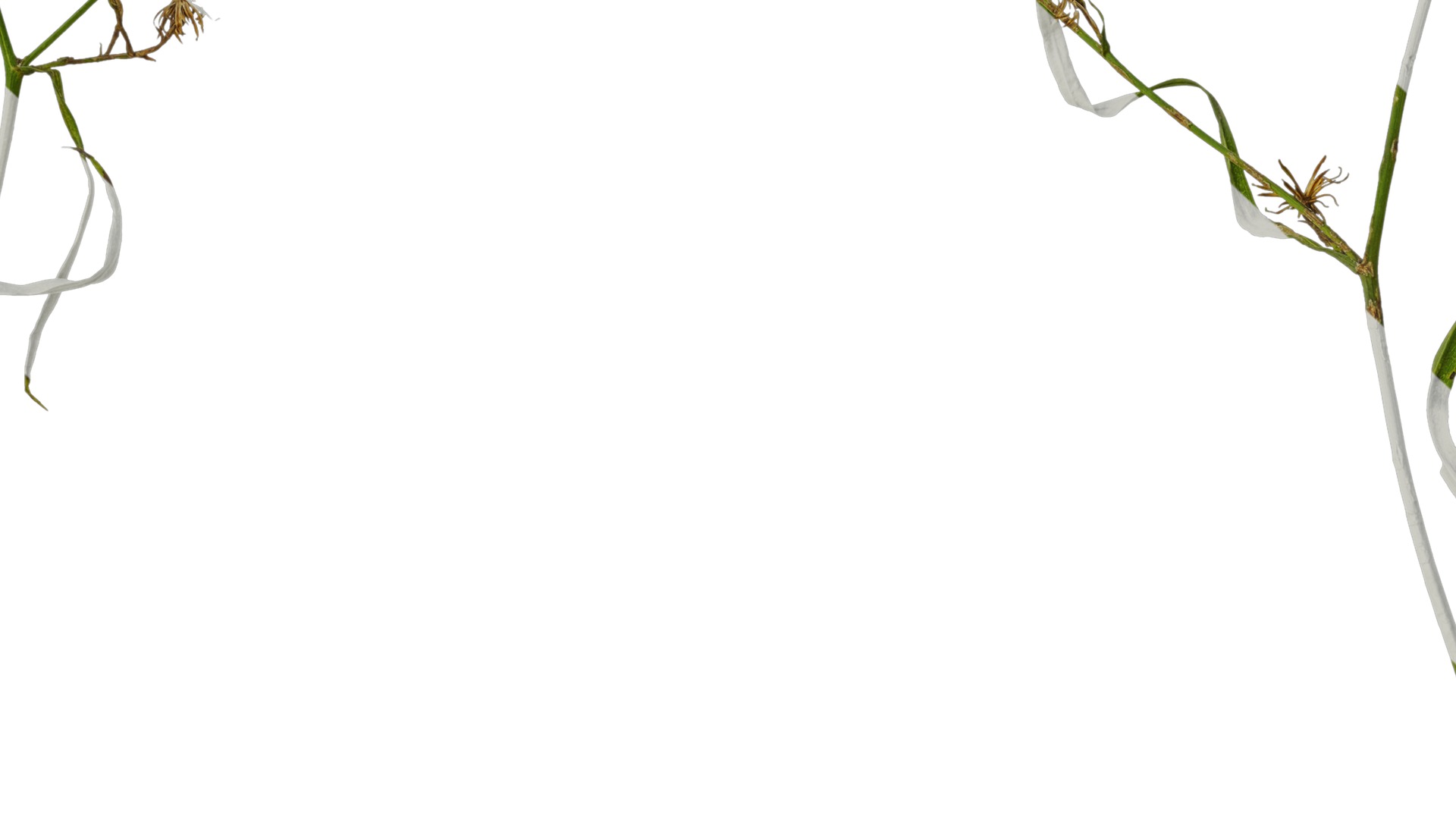 Anydrafts Erigeron canadensis Atlas 05 Texture_7