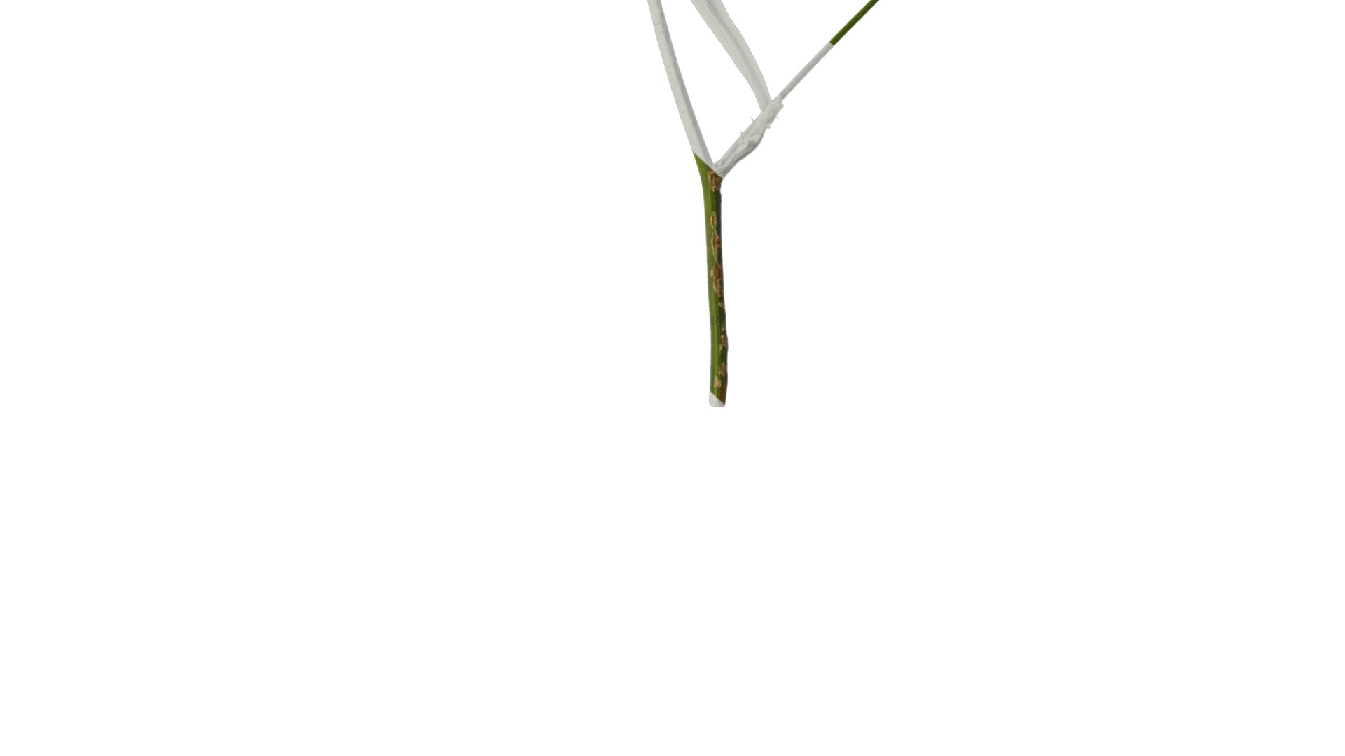 Anydrafts Erigeron canadensis Atlas 05 Texture_6