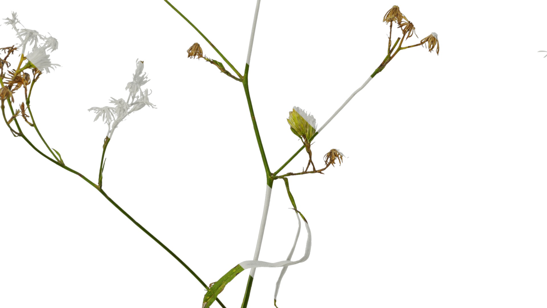 Anydrafts Erigeron canadensis Atlas 05 Texture_3