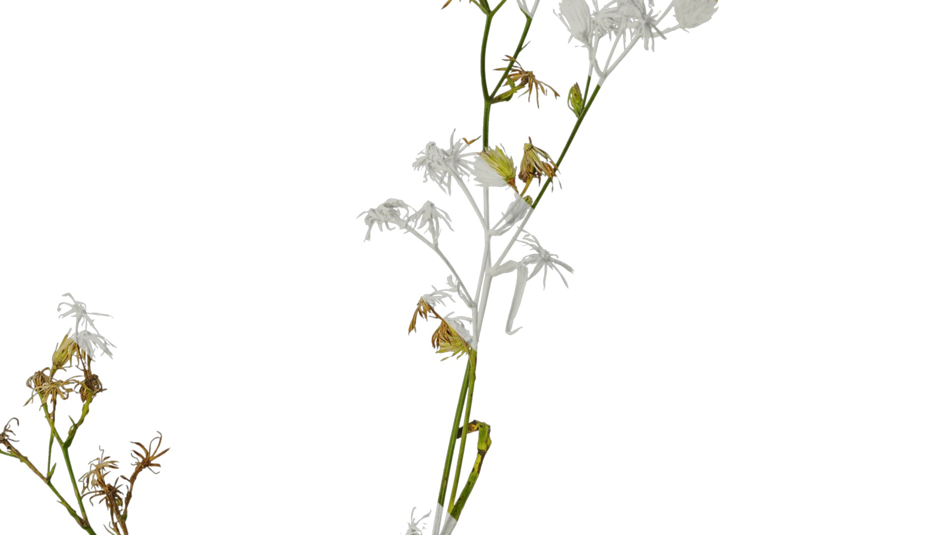 Anydrafts Erigeron canadensis Atlas 05 Texture_2