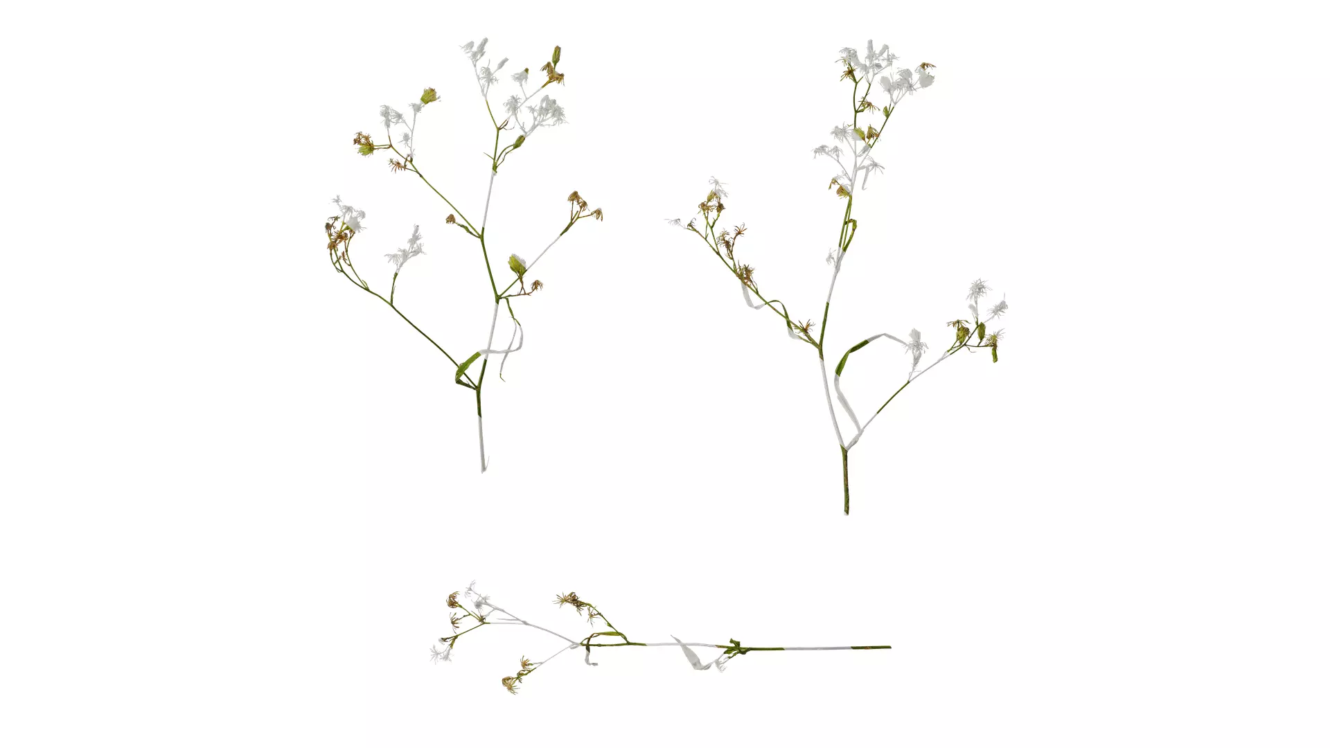 Anydrafts Erigeron canadensis Atlas 05 Texture_0