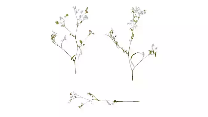 Anydrafts Erigeron canadensis Atlas 05