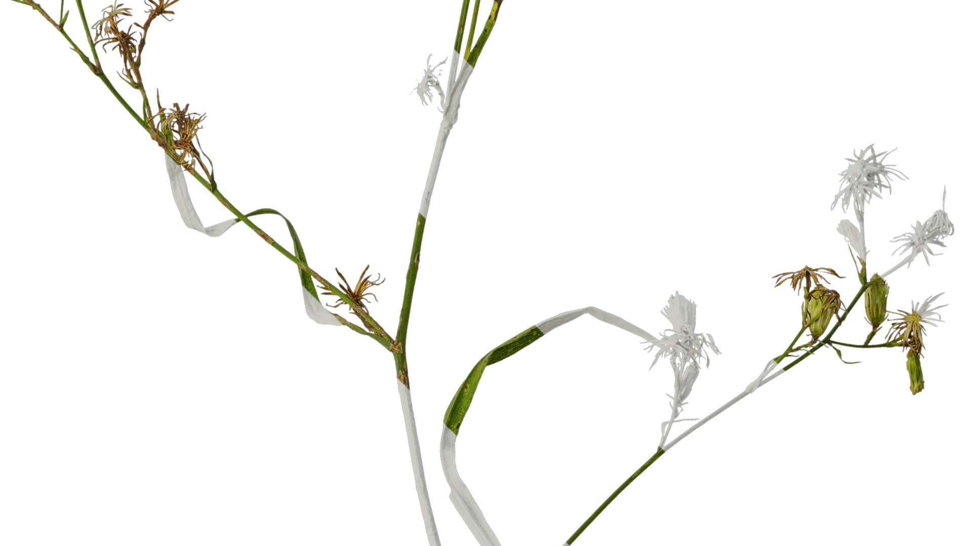 Anydrafts Erigeron canadensis Atlas 05 Texture_4