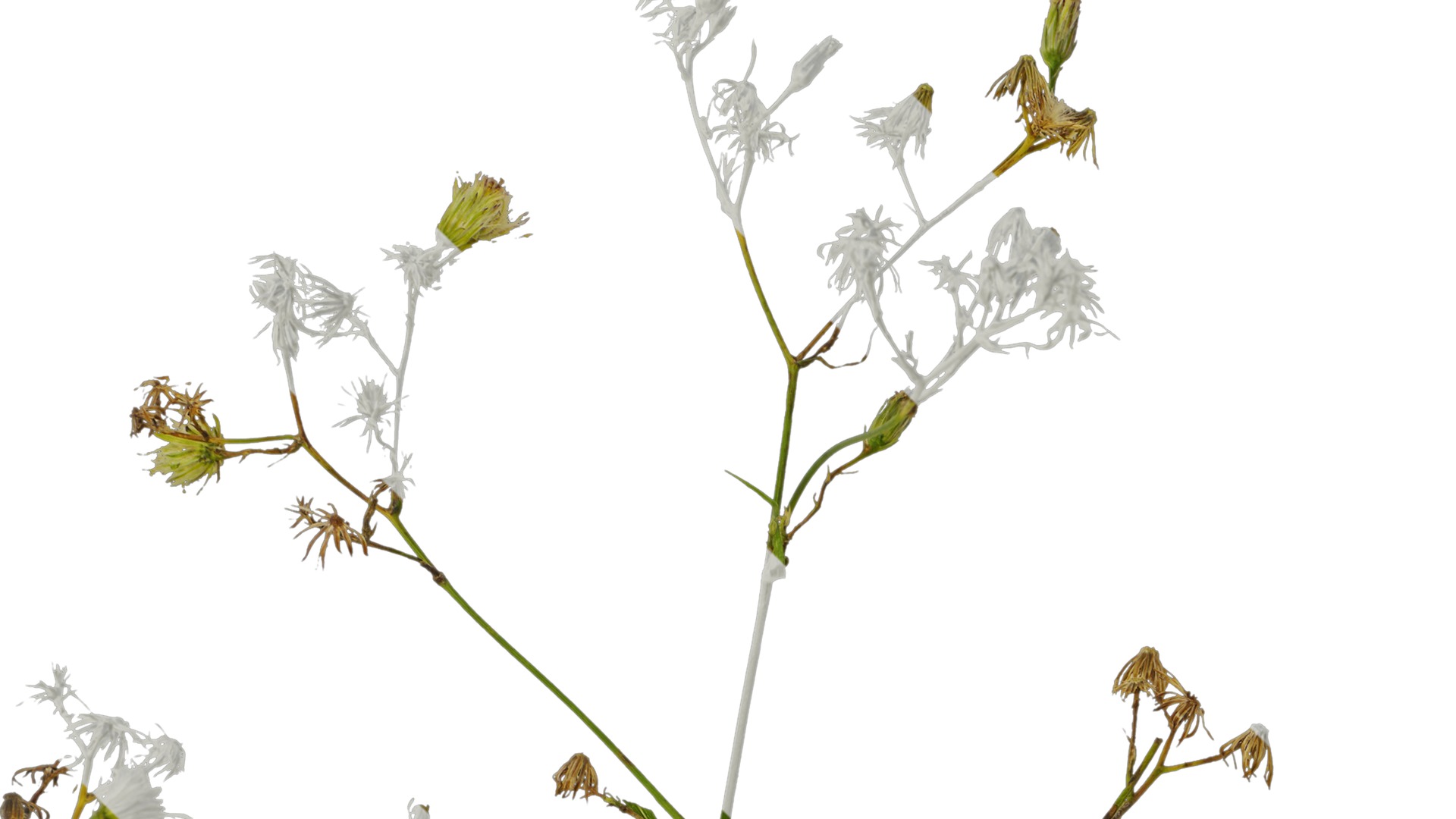 Anydrafts Erigeron canadensis Atlas 05 Texture_1