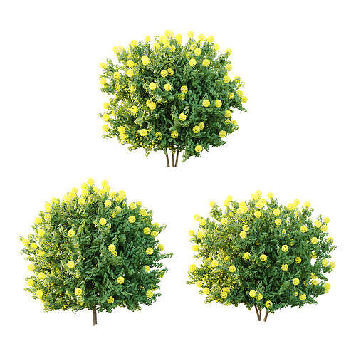 Rhododendron Arboreum Bush 02 3D model
