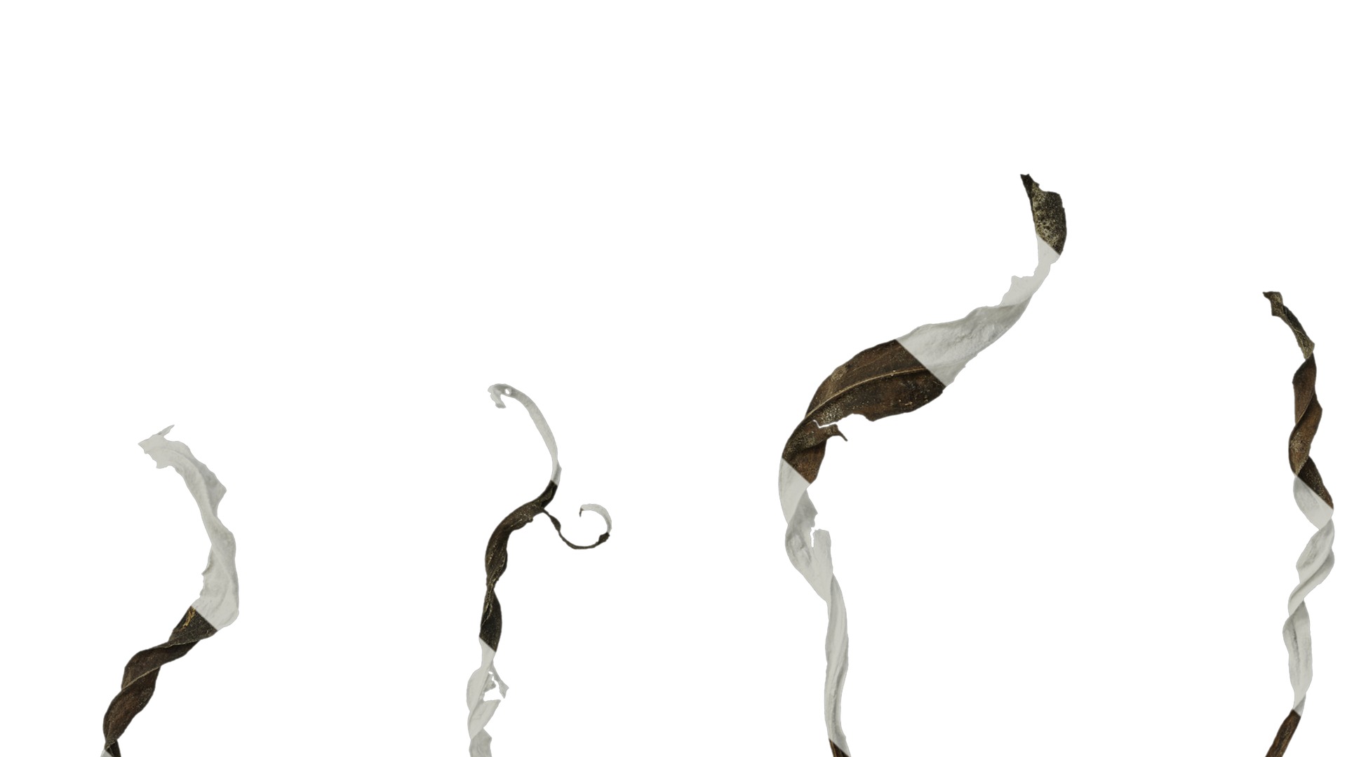 Anydrafts Erigeron canadensis Leaf 04 Texture_6