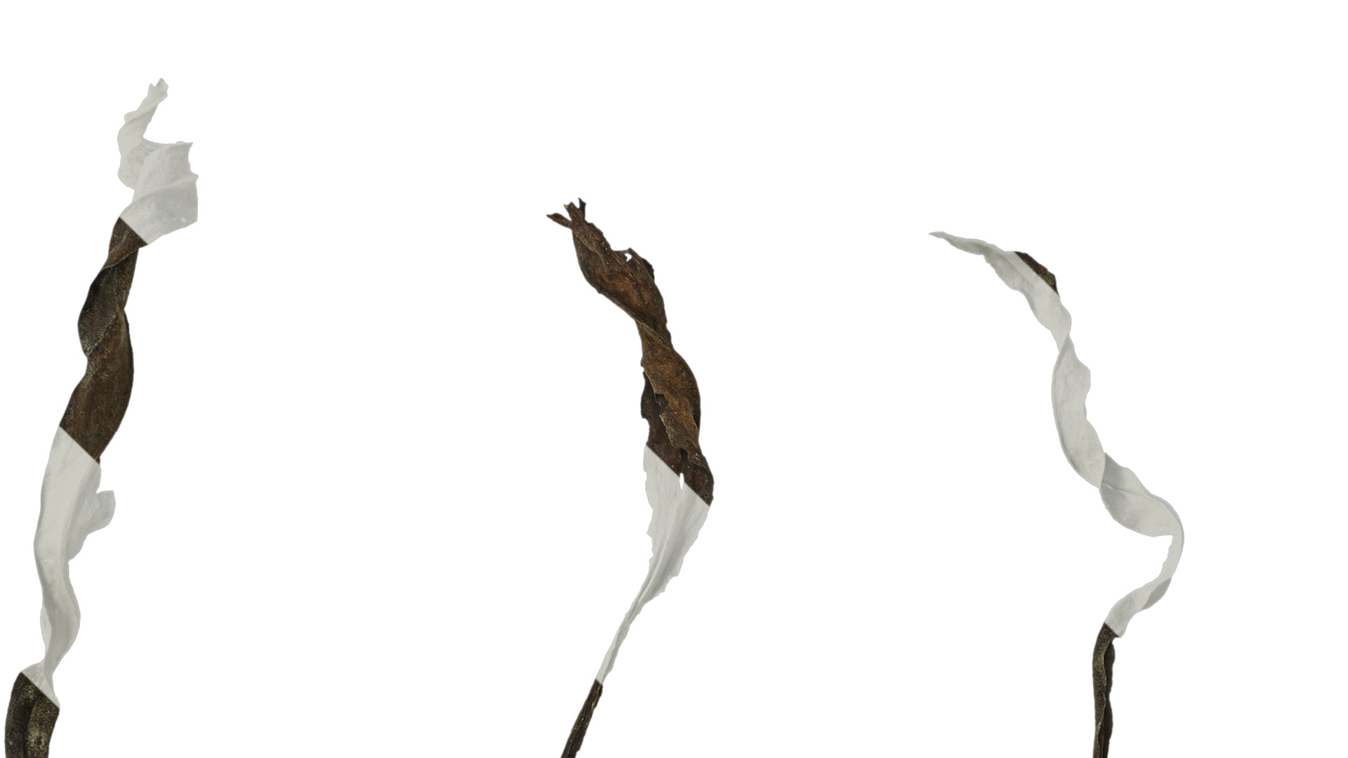 Anydrafts Erigeron canadensis Leaf 04 Texture_1