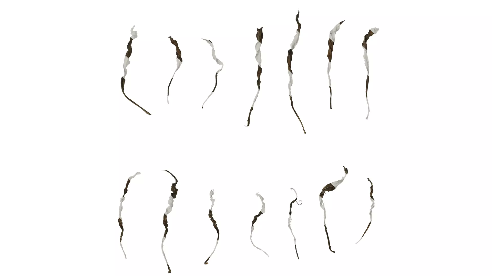 Anydrafts Erigeron canadensis Leaf 04 Texture_0