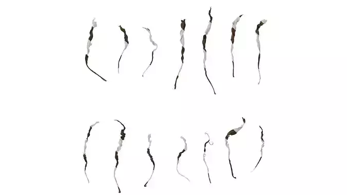 Anydrafts Erigeron canadensis Leaf 04