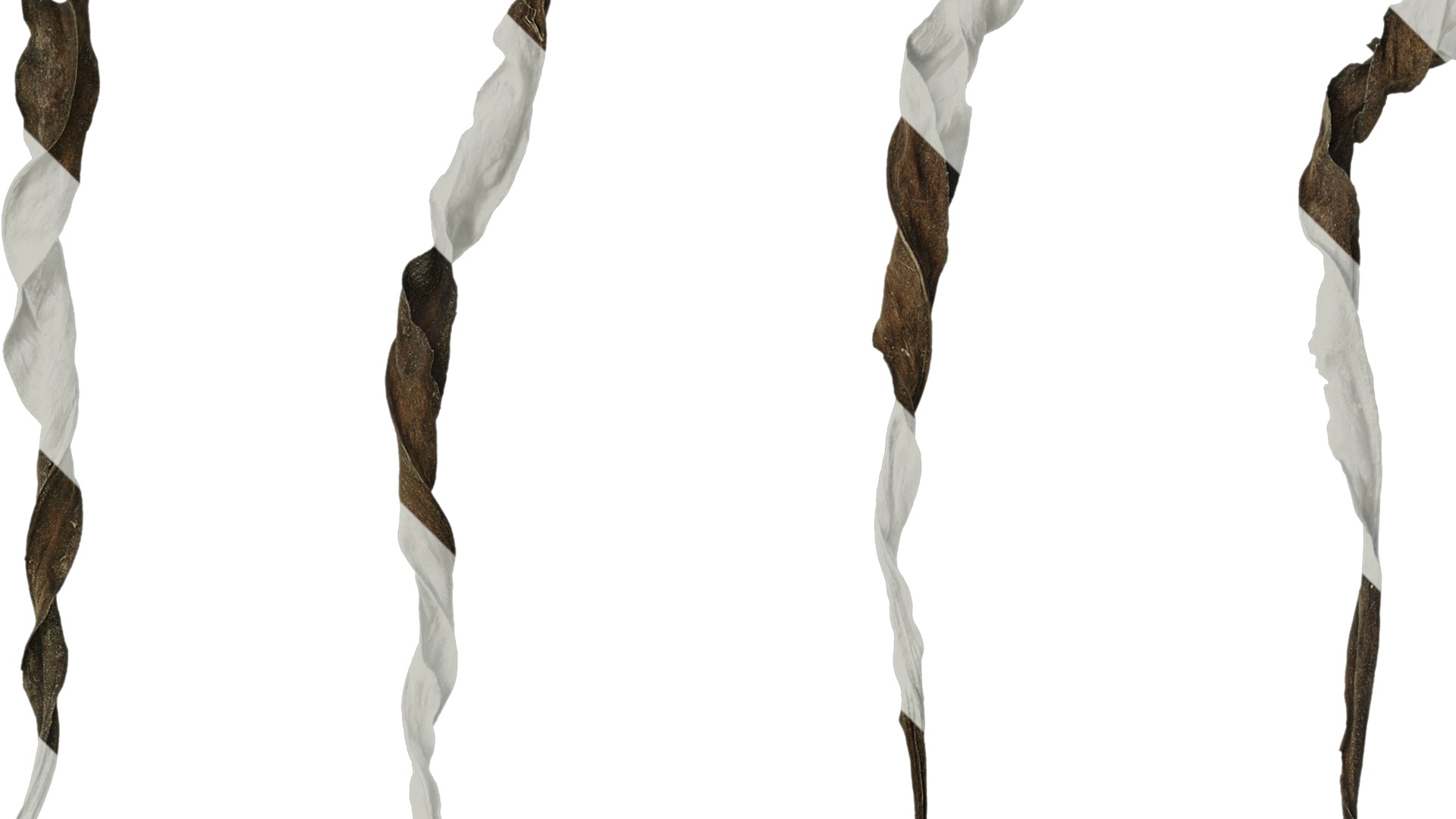 Anydrafts Erigeron canadensis Leaf 04 Texture_2