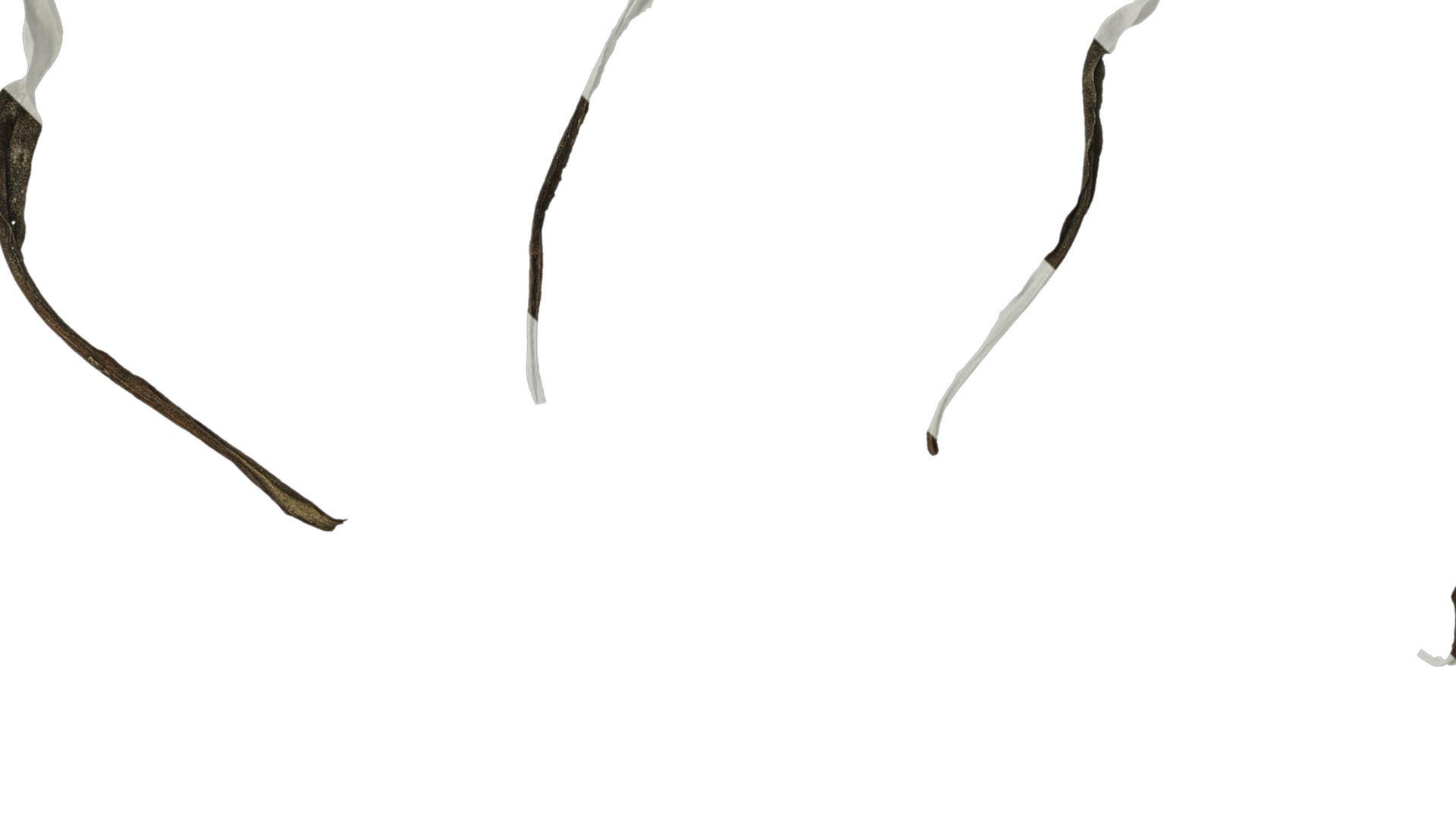 Anydrafts Erigeron canadensis Leaf 04 Texture_3