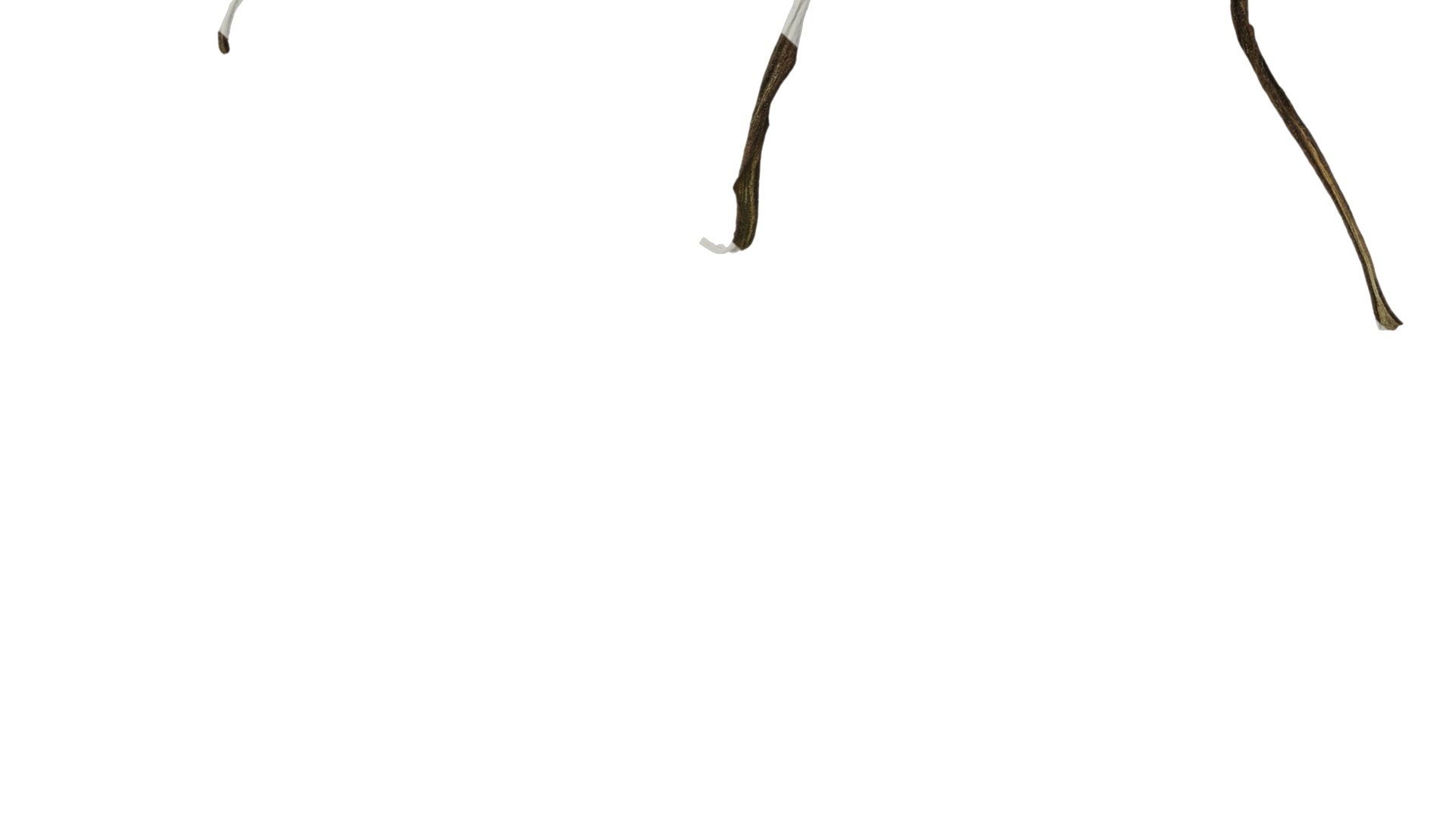 Anydrafts Erigeron canadensis Leaf 04 Texture_7