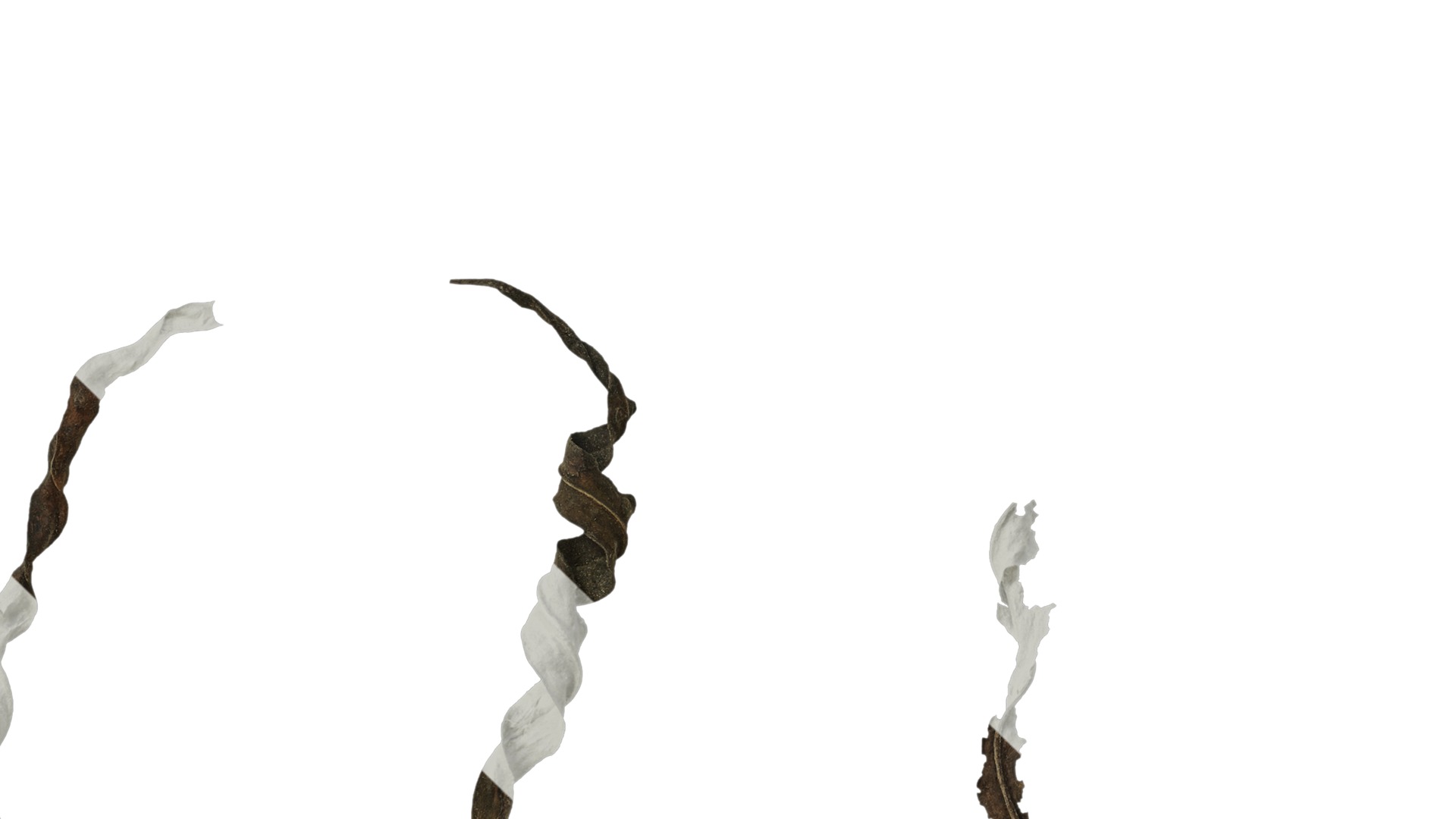 Anydrafts Erigeron canadensis Leaf 04 Texture_5