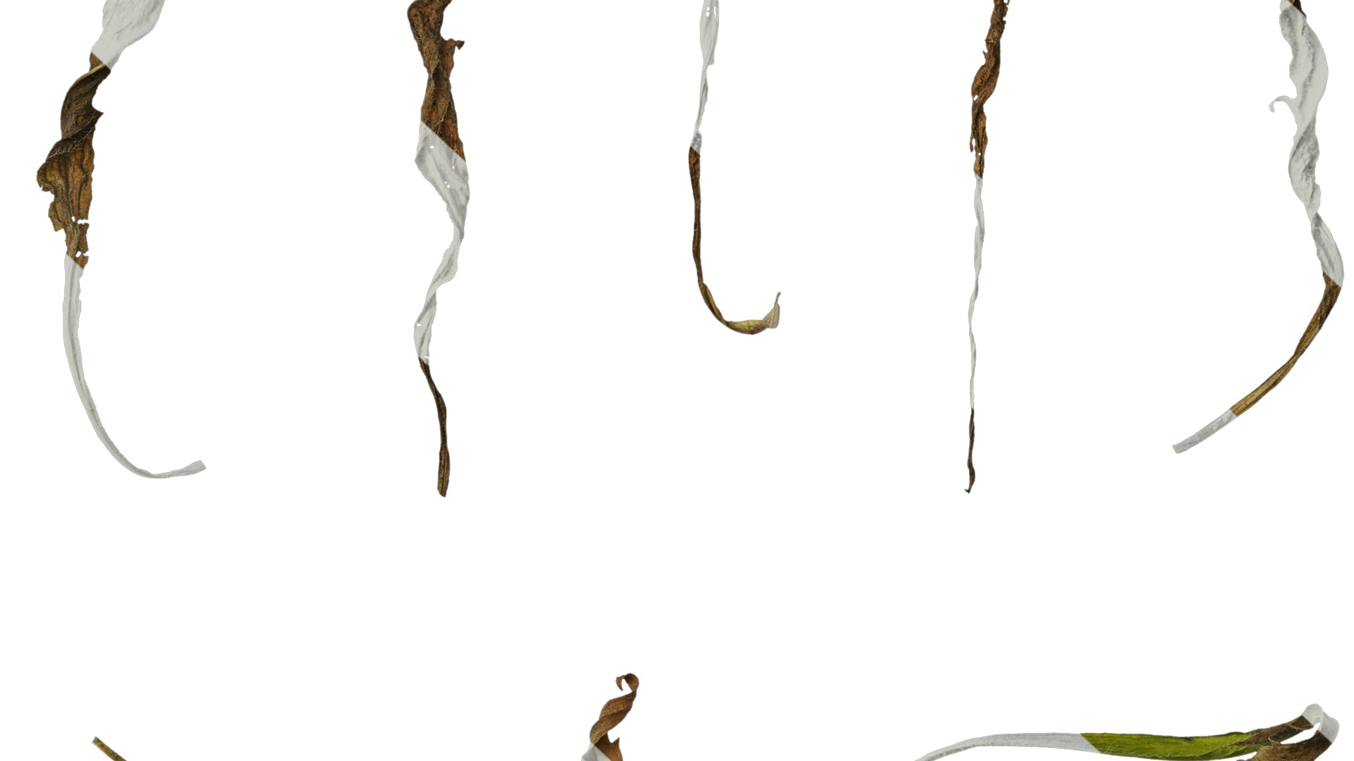 Anydrafts Erigeron canadensis Leaf 05 Texture_6