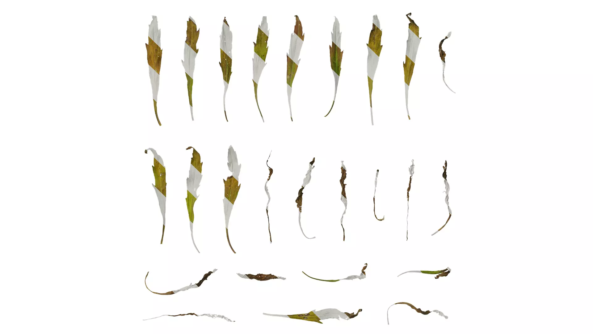 Anydrafts Erigeron canadensis Leaf 05 Texture_0