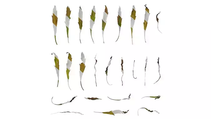 Anydrafts Erigeron canadensis Leaf 05