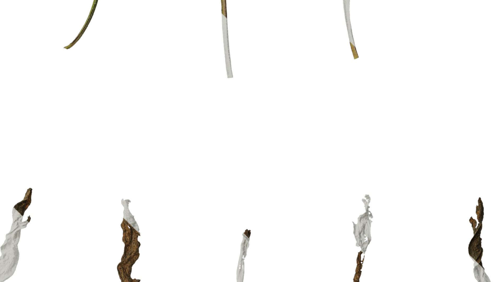 Anydrafts Erigeron canadensis Leaf 05 Texture_4