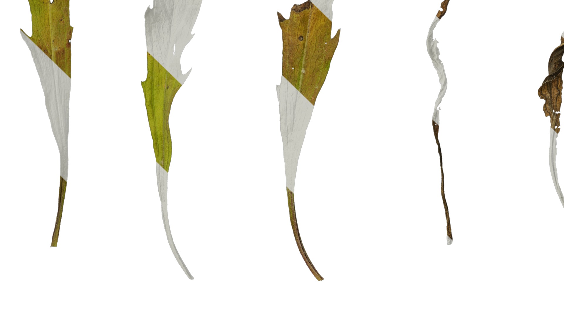 Anydrafts Erigeron canadensis Leaf 05 Texture_5