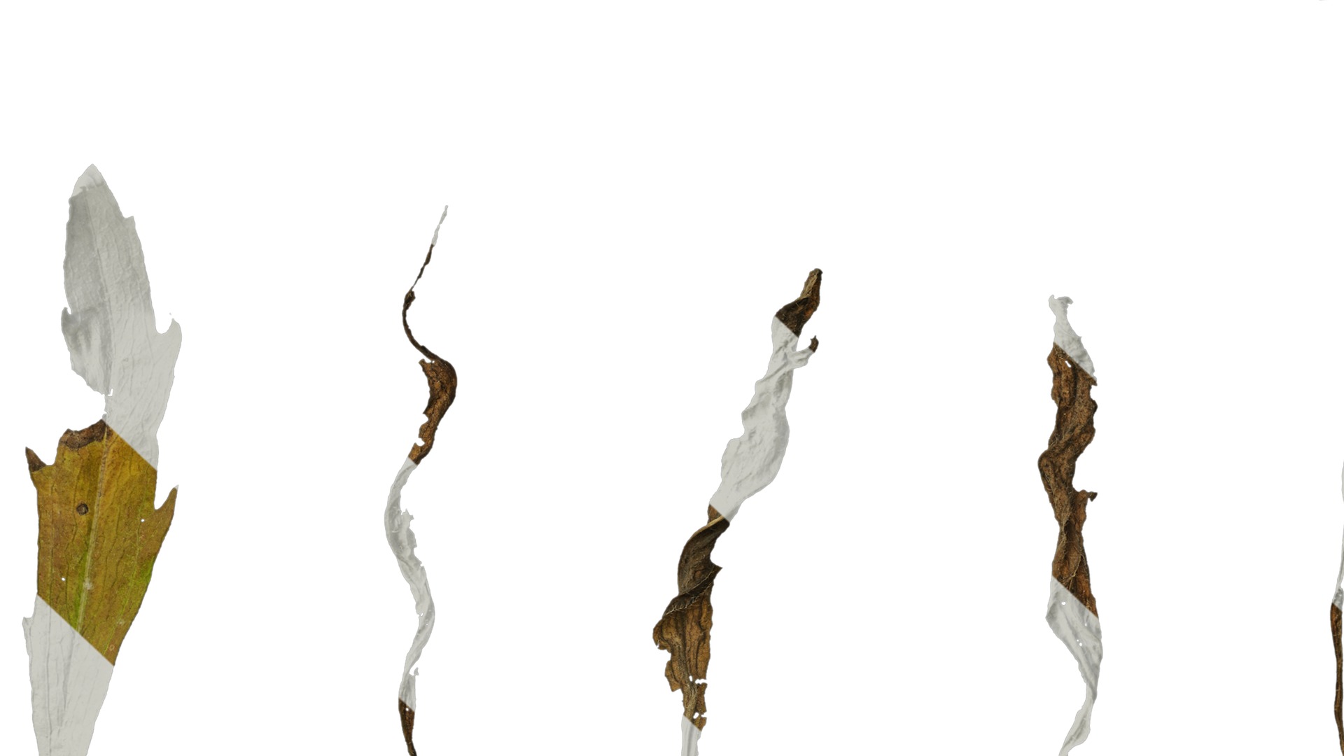 Anydrafts Erigeron canadensis Leaf 05 Texture_7