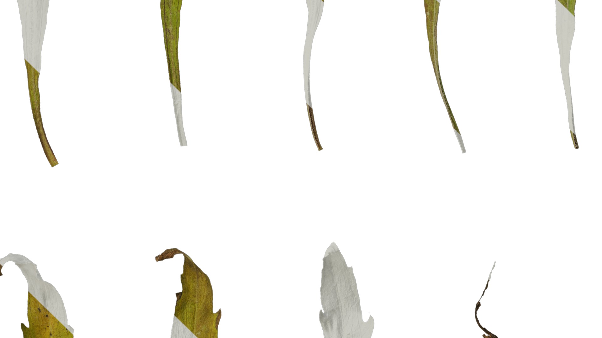 Anydrafts Erigeron canadensis Leaf 05 Texture_3