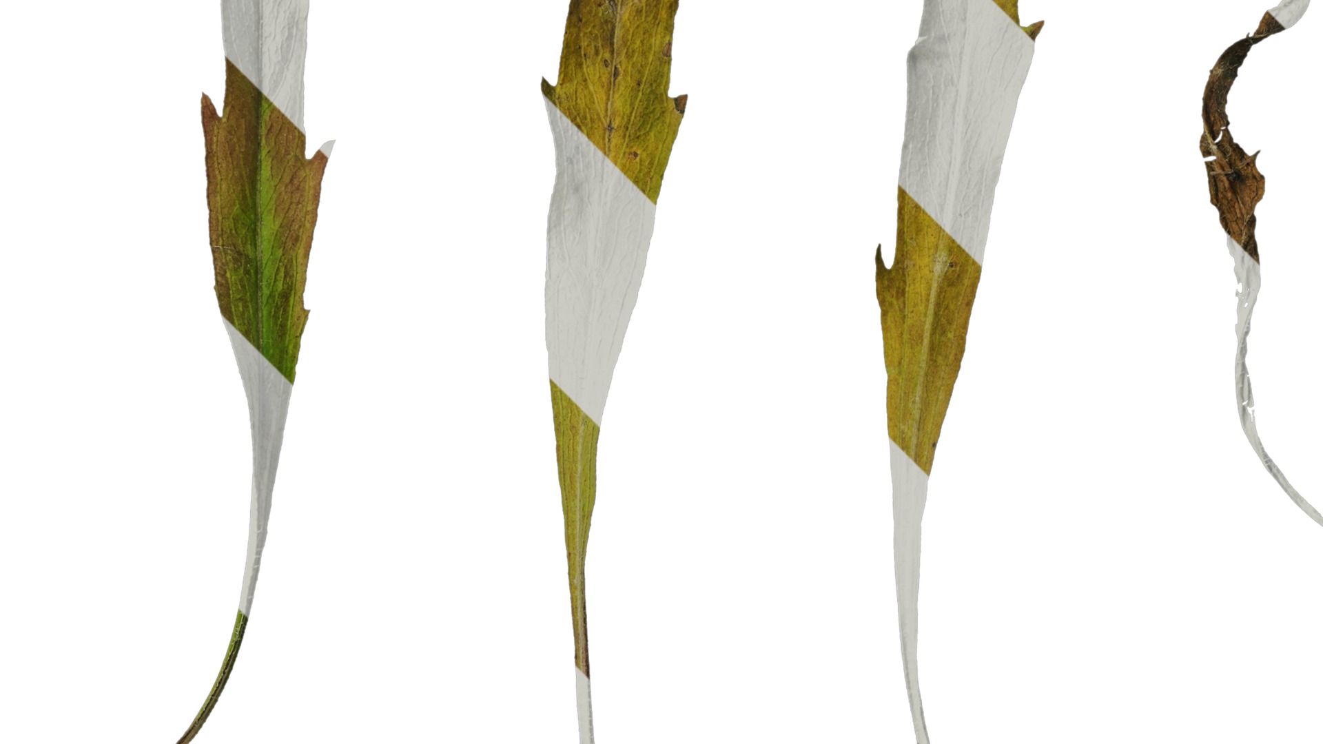 Anydrafts Erigeron canadensis Leaf 05 Texture_2