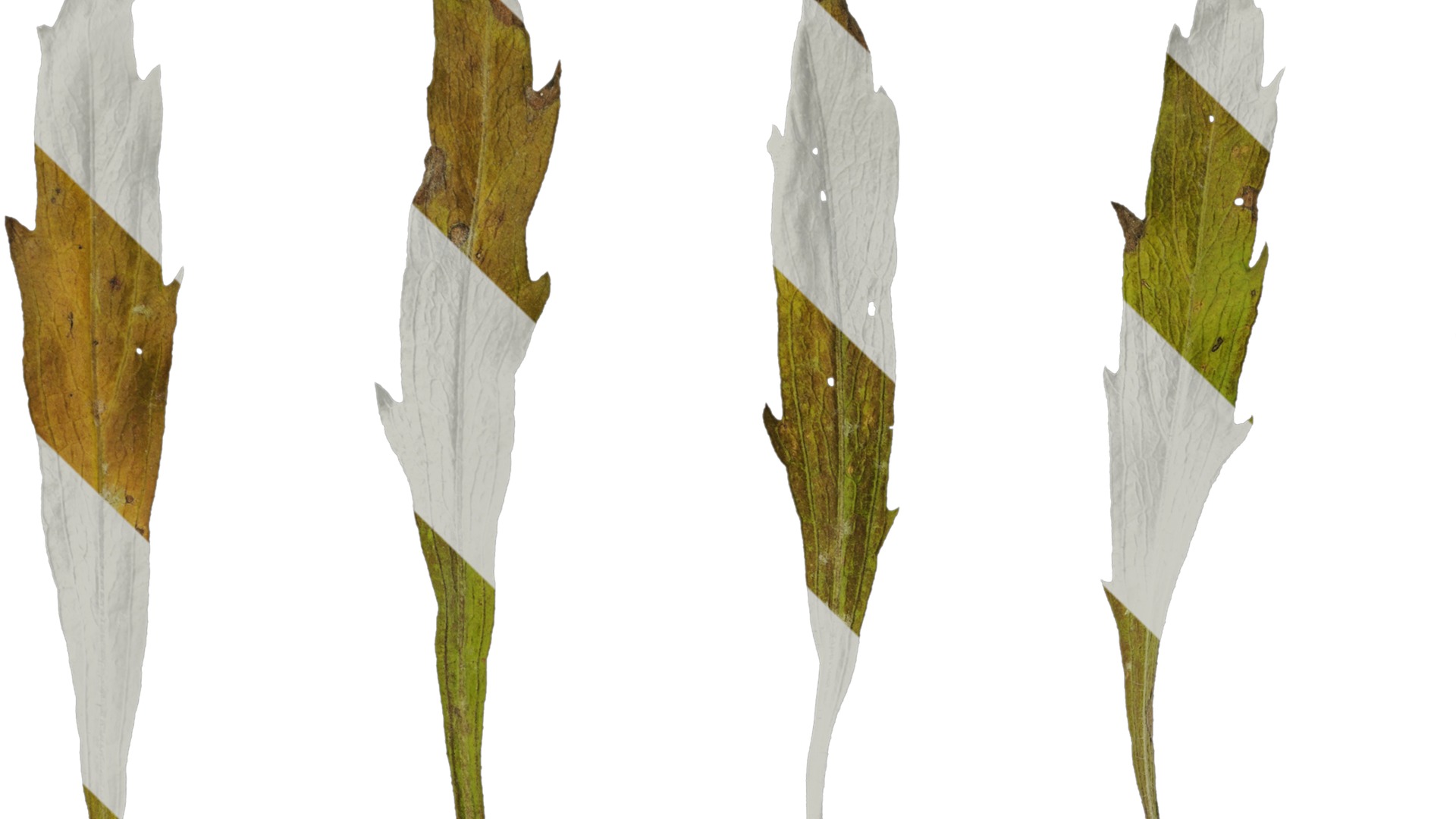 Anydrafts Erigeron canadensis Leaf 05 Texture_1