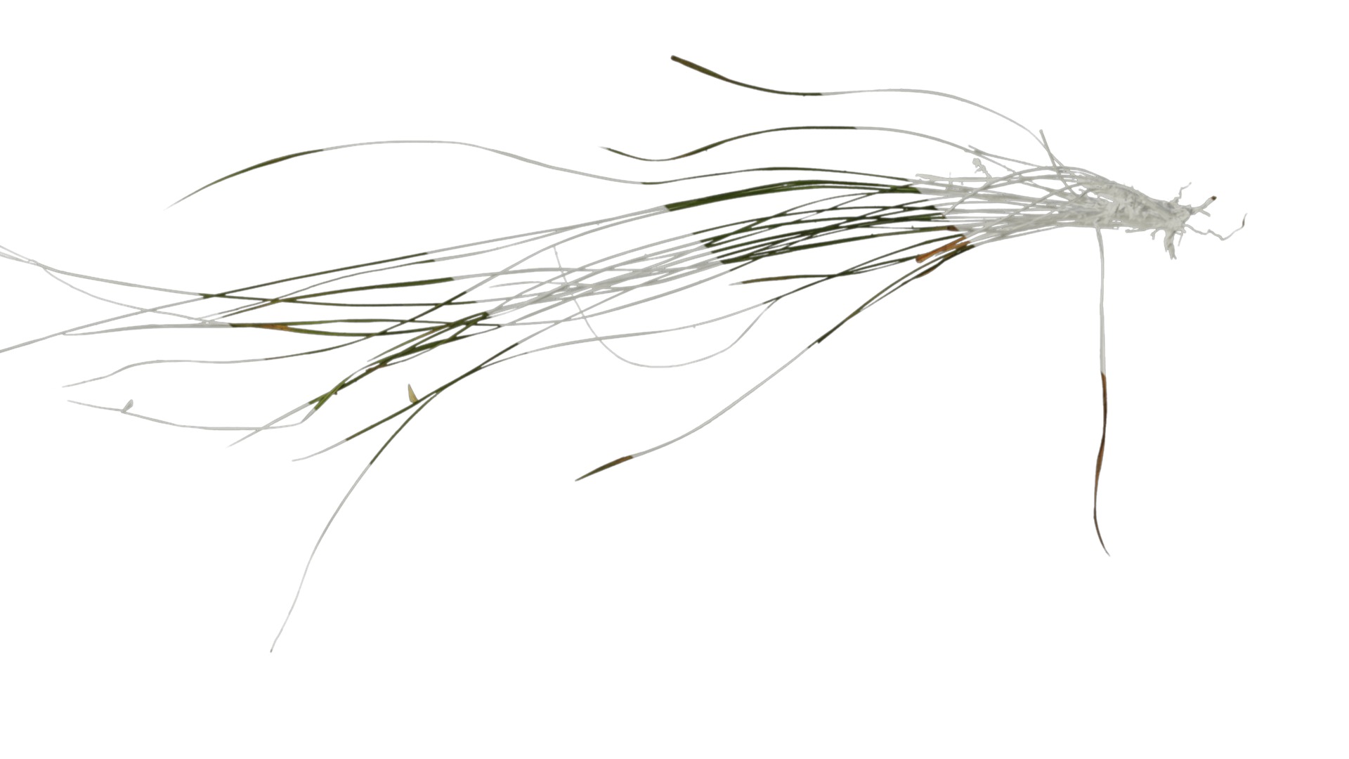 Anydrafts Grass 01 Atlas 02 Texture_2