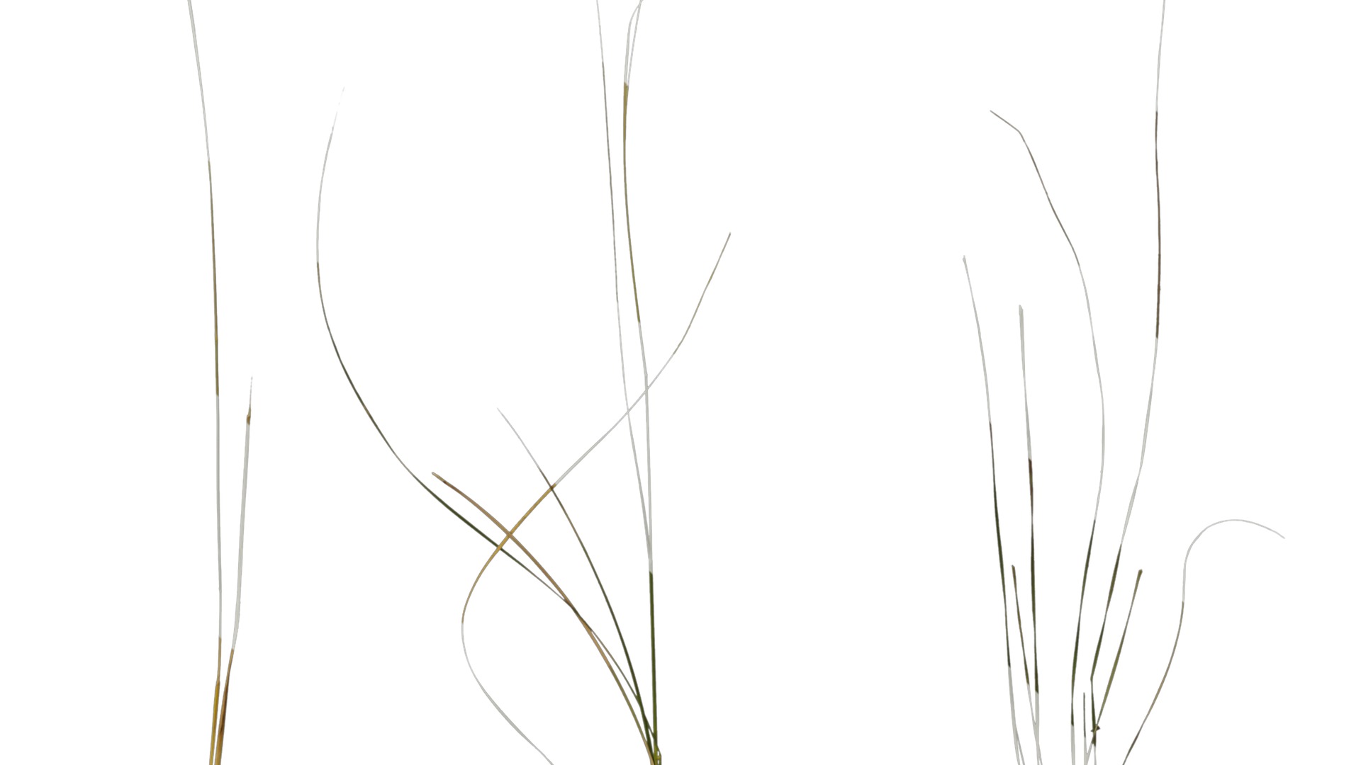 Anydrafts Grass 01 Atlas 02 Texture_6